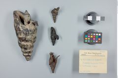 Foto (Übersicht mit Etikett) von buddistische Amulette (NHMW-ZOO-MO-0081100-ETH-114)